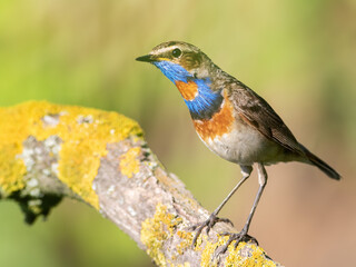 Bluethroat, Luscinia svecica. The male bird sits on a beautiful branch against a blurry background