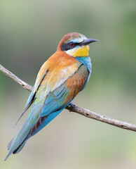 Obraz premium European bee-eater, Merops apiaster. A bird sits on a branch against a beautiful blurred background