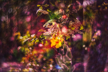 purple and yellow flowers