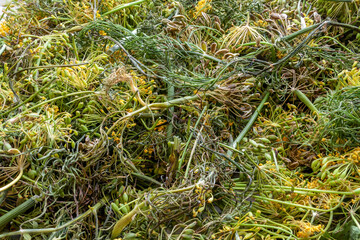 background with lots of dry dill