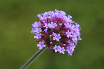 Verbena Bonariensis with purple petals macro shot