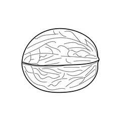 Linear Walnut. Hand-drawn in black outline Walnut, ink vector drawing isolated on a white background