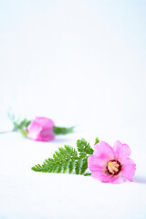 ピンクの美しい芙蓉の花のブーケ（白バック）