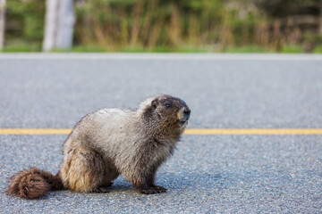 Marmot