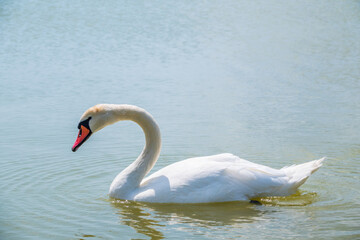 Graceful white Swan swimming in the lake, swans in the wild. Portrait of a white swan swimming on a lake.