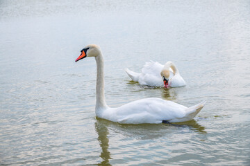 Fototapeta premium Two Graceful white Swans swimming in the lake, swans in the wild