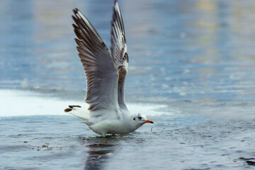 juvenile black headed gull