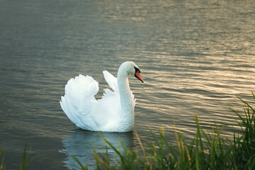 Naklejka na ściany i meble white swan on lake at dawn