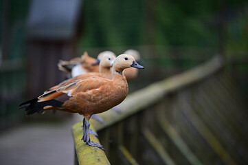 ruddy shel duck water birds