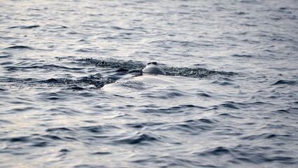 Obraz premium Leopard seal (Hydrurga leptonyx) swimming at Cierva Cove, Antarctica