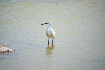The small white heron or Little egret stands in the lake