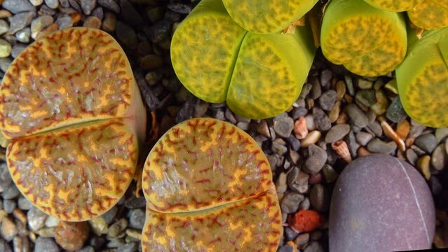 Mesembs (Lithops bromfeldii) South African plant from Namibia in the botanical collection of supersucculent plants