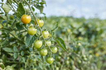 Ripening of cherry tomatoes. Gardening Growing tomatoes. Tomato harvest.