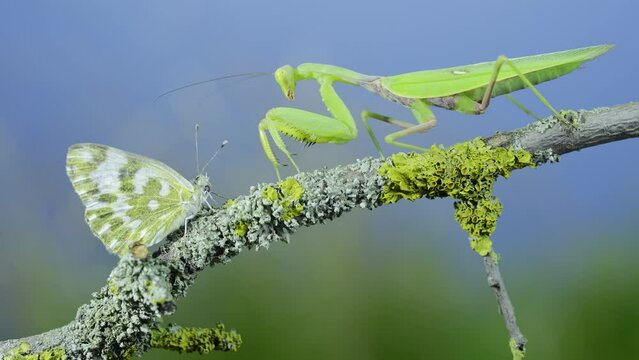 Closeup of Green praying mantis sits on tree branch and looking at on butterfly. Transcaucasian tree mantis (Hierodula transcaucasica) and Eastern Bath white butterfly (Pontia edusa)