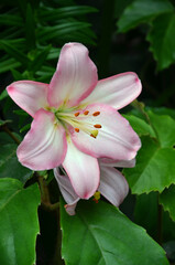White lily with pink edges' Oriental Lily' blooms  in the greenhouse of the botanical garden. Growing flowers concept.