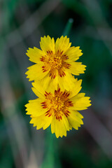 Two Coreopsis grandiflora Flowers Over Blur Garden Background