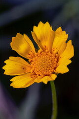 Isolated Cosmos Flower Over Natural Background