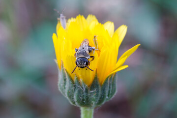 A bee Sitting On A Flower