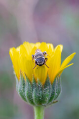 A bee Sitting On A Flower