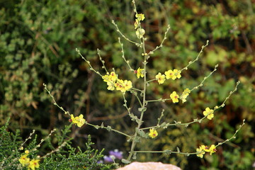 Summer flowers in a city park in northern Israel.