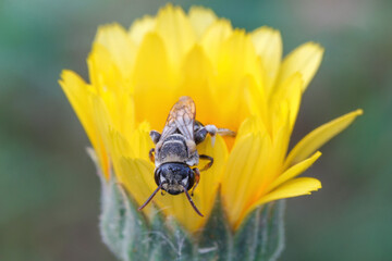 Close Up Look A Bee On A Flower
