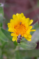 A bee Sitting On Top Of A Flower