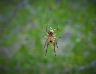 spider in web