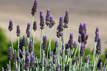 Summer flowers in a city park in northern Israel.