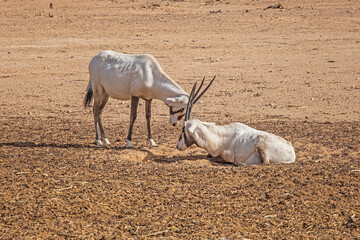 Gemsbok or Oryx gazella in Hay-Bar Yotvata Nature Reserve, Israel