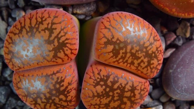 Mesembs (Lithops aucampia) South African plant from Namibia in the botanical collection of supersucculent plants