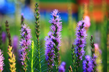 Spike Gayfeather,Button Snakeroot,Dense Blazing Star flowers close-up,beautiful blue with purple flowers blooming in the garden 