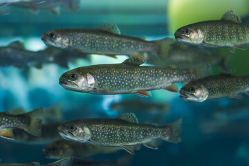 アクアリウムの岩魚