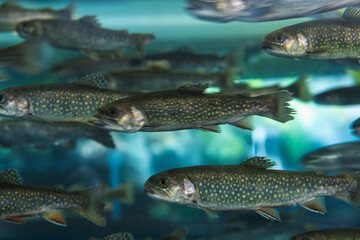 アクアリウムの岩魚