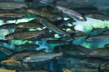 アクアリウムの岩魚