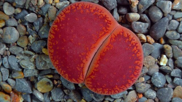 Mesembs (Lithops aucampia) South African plant from Namibia in the botanical collection of supersucculent plants