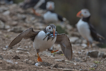 Atlantic puffin with sand eels in it's beak racing towards it's burrow, before the Gulls can steal them.