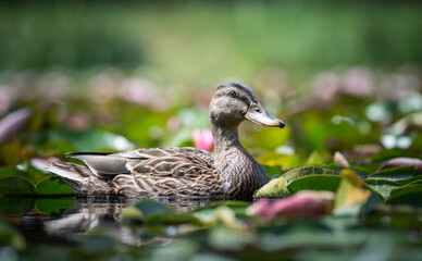 duck among lotus flowers