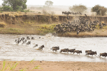 herd of wildebeest crossing the Mara river on the border between Tanzania and kenya