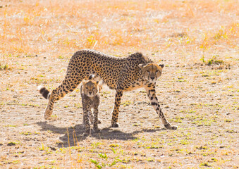 Mother cheetah and cub in the savannah in Serengeti, Tanzania © Chelsea