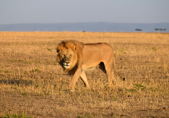 Large male lion patrolling territory in the Serengeti, Tanzania - obrazy, fototapety, plakaty