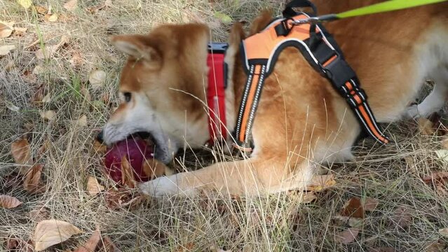 Close up pure breed Japanese shiba inu red fluffy on a leash ammunition dog lazy leisure playing chewing a ball. Sniffing strange 