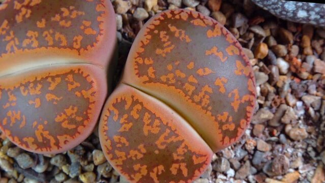 Mesembs (Lithops aucampia) South African plant from Namibia in the botanical collection of supersucculent plants