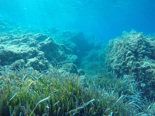 underwater landscape of the Mediterranean Sea 