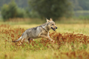 Wolf cub running in blossom grass .Wolf from Finland. Gray wolf, Canis lupus, in the summer meadow. Wolf in the nature habitat.