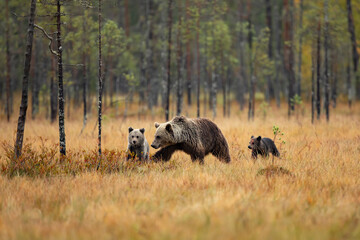 Bear family in orange autumn. Pups with mother. Brown bear, Ursus actor, in nature habitat, taiga in Finland.