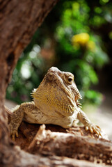 Camaleonte su tronco