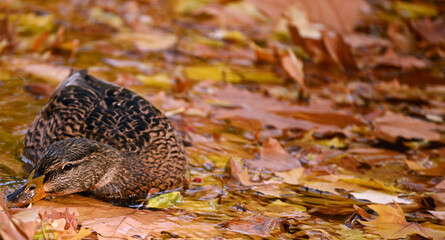 a duck swims in a lake covered with leaves autumn season