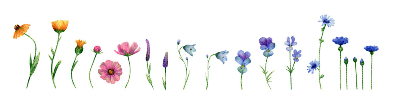 Watercolor wildflowers collection. Botanical illustration with calendula flower, bluebell, chicory, cornflower, cosmos flowers