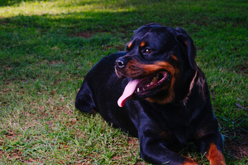 Rottweiler sitting on the grass looking to the side.