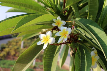 Summer flowers in a city park in northern Israel.